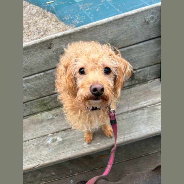 Photo of Alfie And Fonzie 