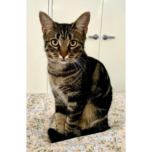 Photo of 9781   Taffeta