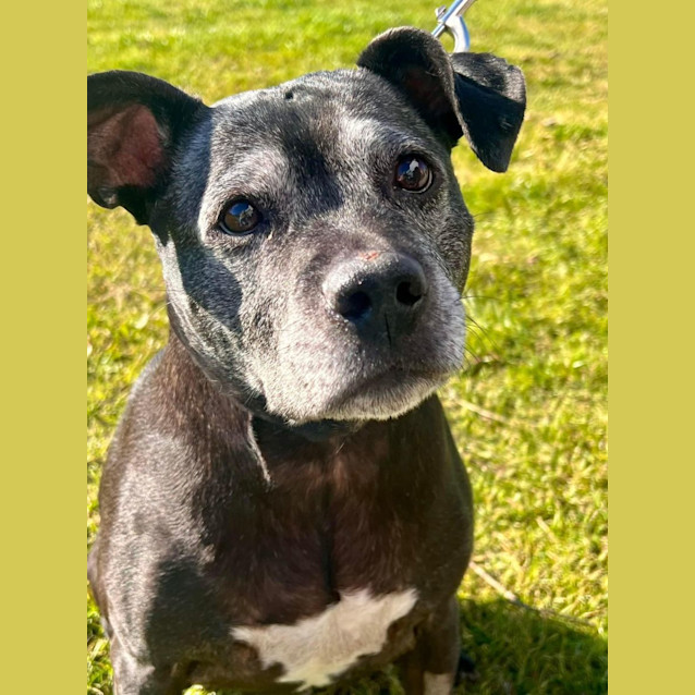 Photo of Shiloh 