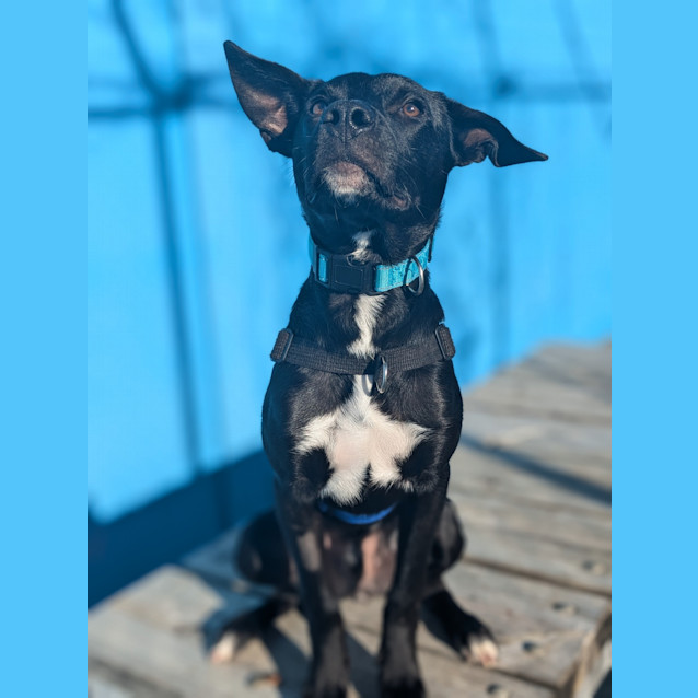 Photo of Rocco
