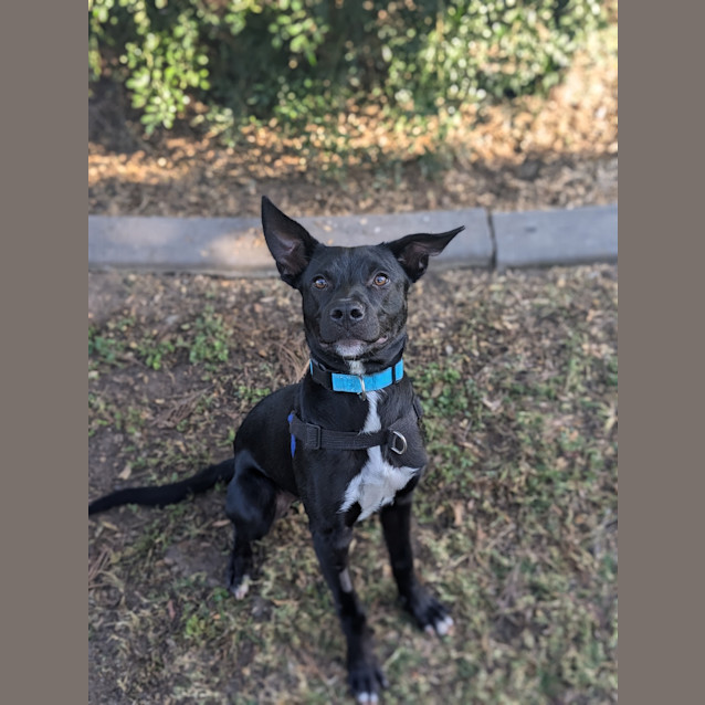 Photo of Rocco
