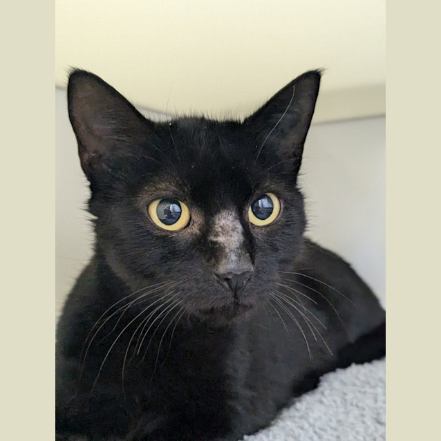 Photo of 🌳 Willow 5248 🌳