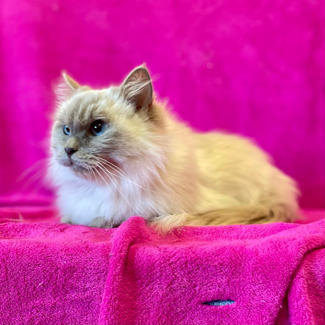 Photo of Queenie