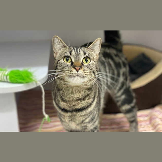 Photo of Strudel