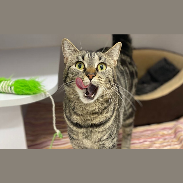 Photo of Strudel