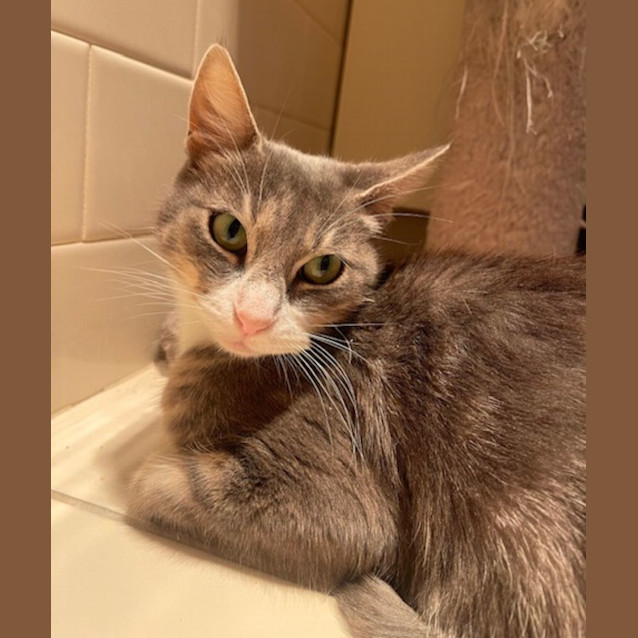 Photo of Meowski Maria