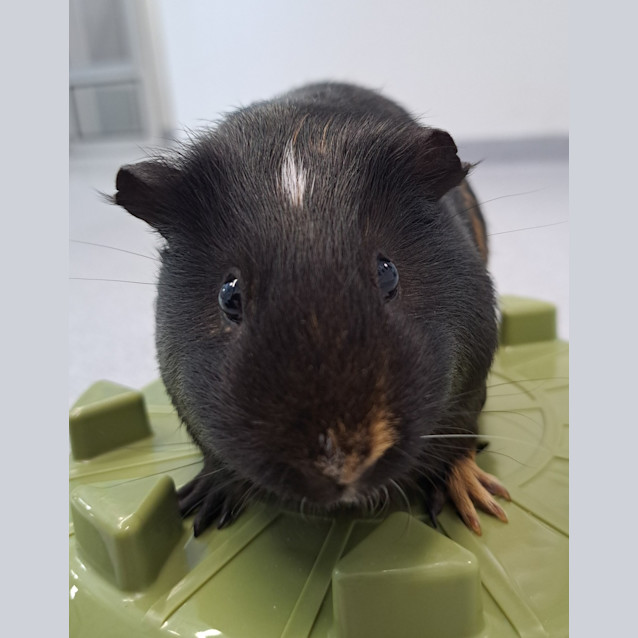 Photo of Ruby