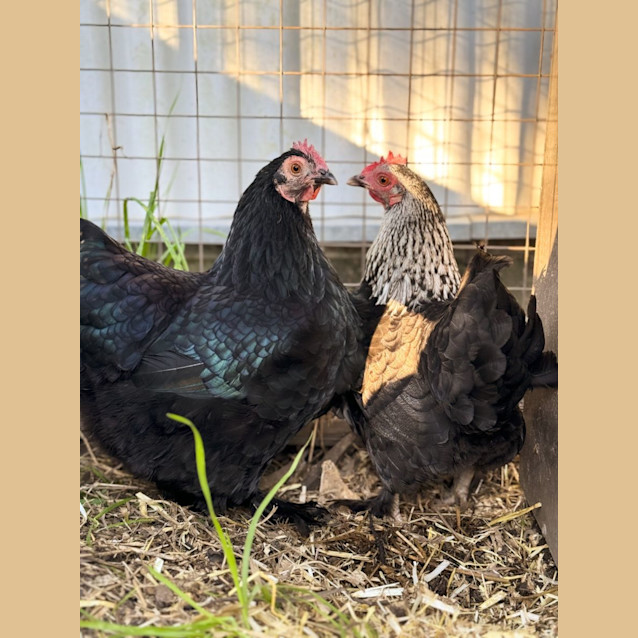 Photo of Gloria & Gertie 