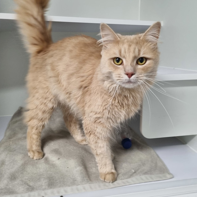 Photo of Moscato 