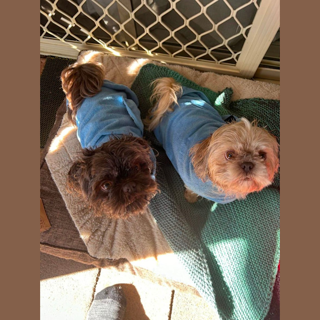 Photo of Lucy & Coco   4 & 3 Year Old Shih Tzu