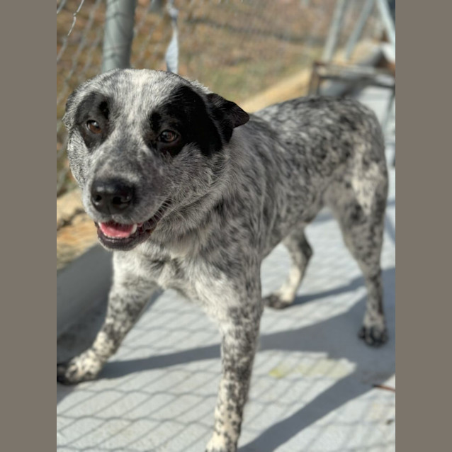 Photo of Spot