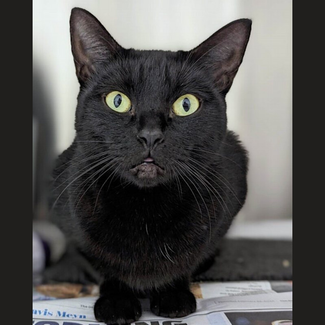 Photo of Onyx