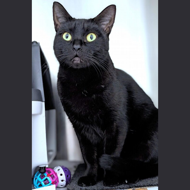 Photo of Onyx
