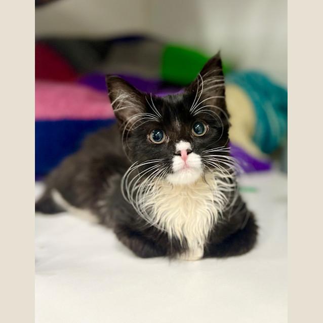 Photo of Button