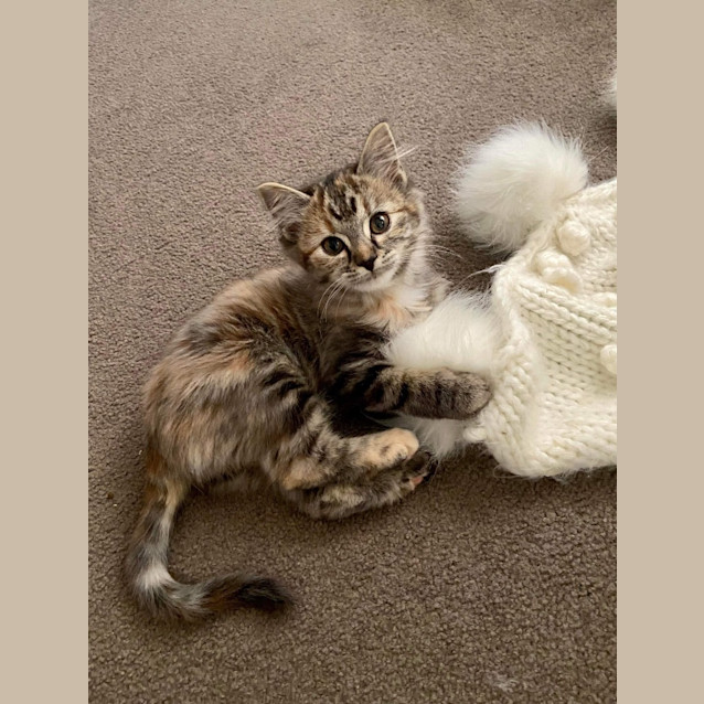 Photo of Brownie