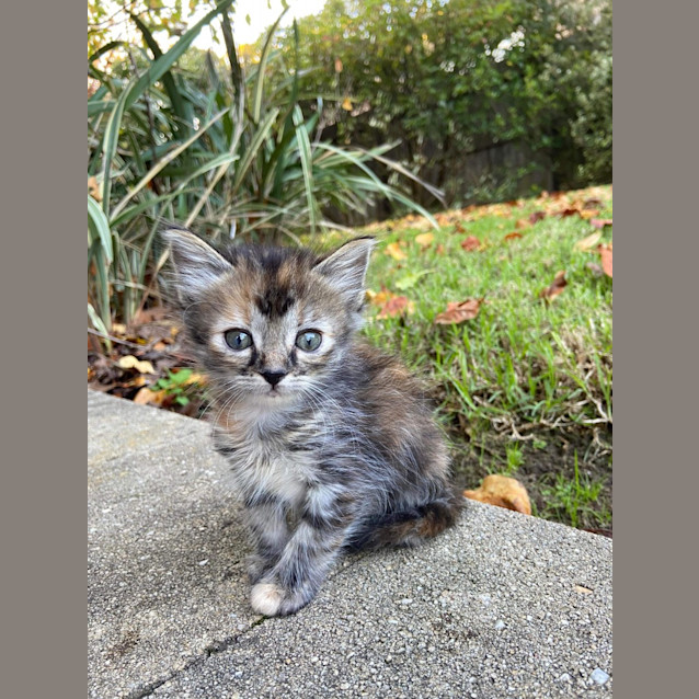 Photo of Brownie