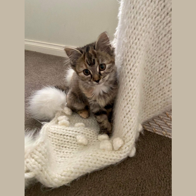 Photo of Brownie