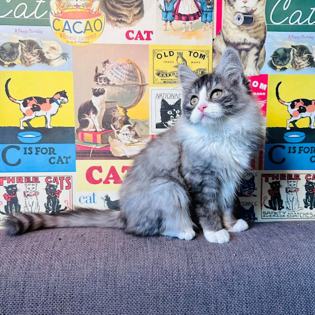 Photo of Jazz   Located In Preston