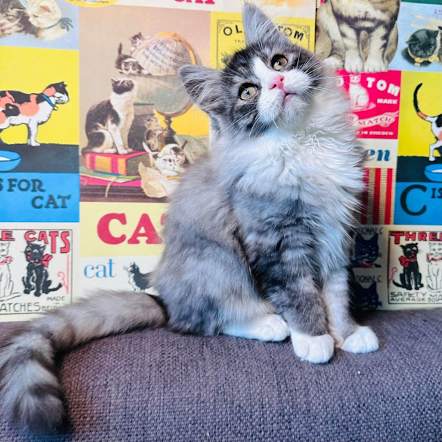 Photo of Jazz   Located In Preston