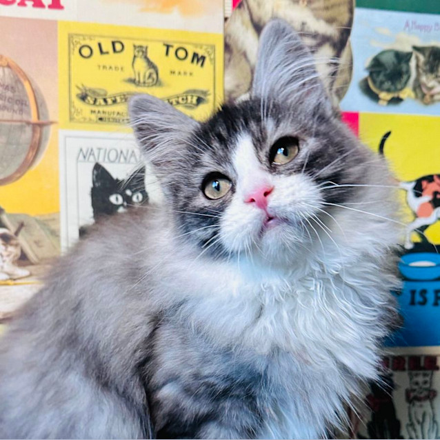 Photo of Jazz   Located In Preston