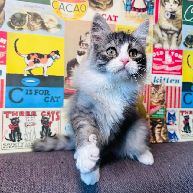 Photo of Jazz   Located In Preston