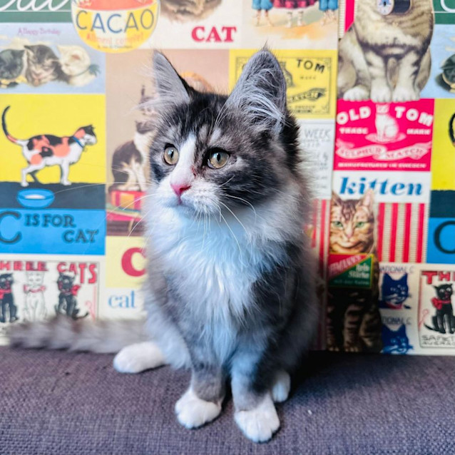 Photo of Jazz   Located In Preston