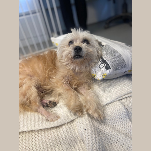 Photo of Toby 