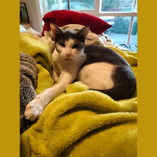 Photo of Bode   Located In Eltham North