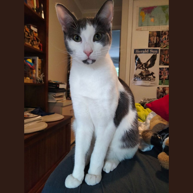 Photo of Bode   Located In Eltham North