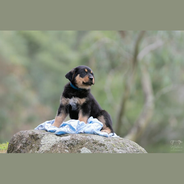 Photo of Lightening Mc Queen