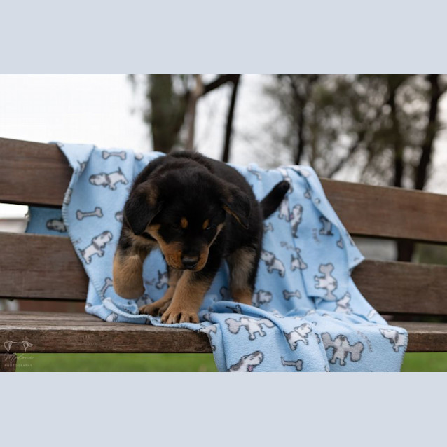 Photo of Lightening Mc Queen