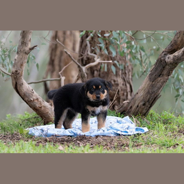 Photo of Lightening Mc Queen