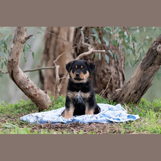 Photo of Lightening Mc Queen