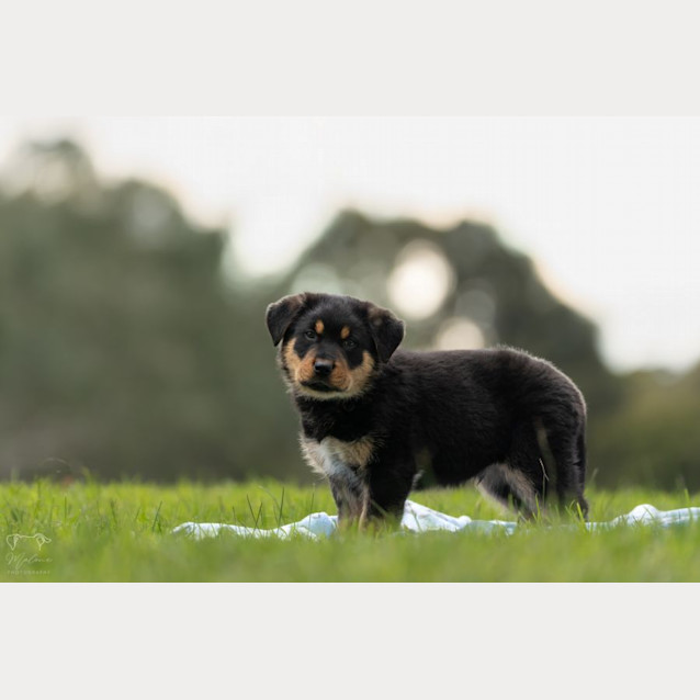 Photo of Lightening Mc Queen