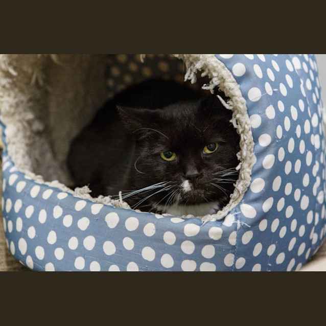 Photo of Poppy *9 Lives Project Rescue*