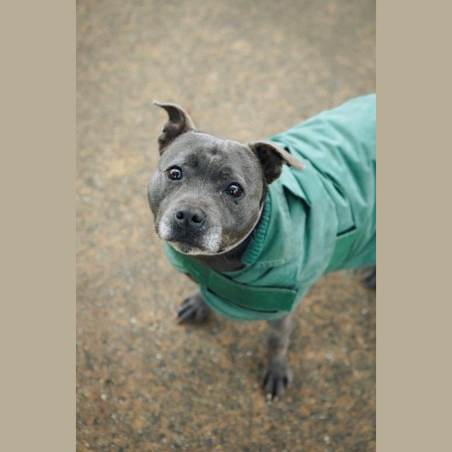 Photo of Gypsy Falko