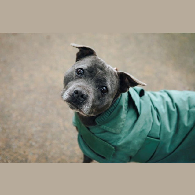 Photo of Gypsy Falko