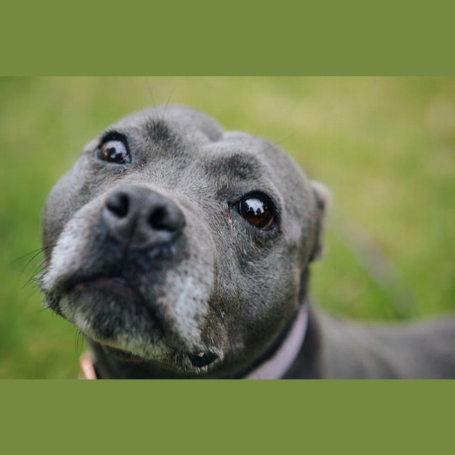 Photo of Gypsy Falko