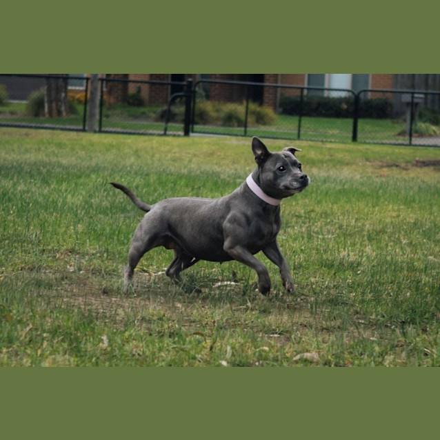 Photo of Gypsy Falko