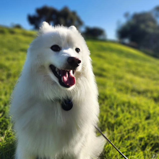 Photo of Aaru