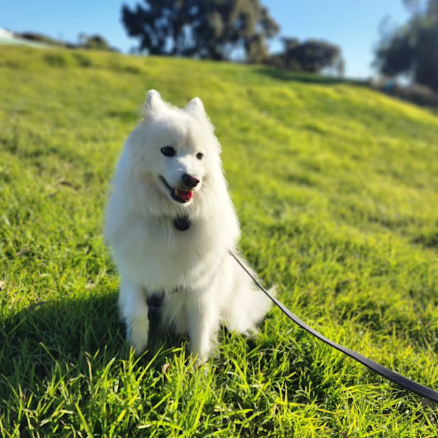 Photo of Aaru