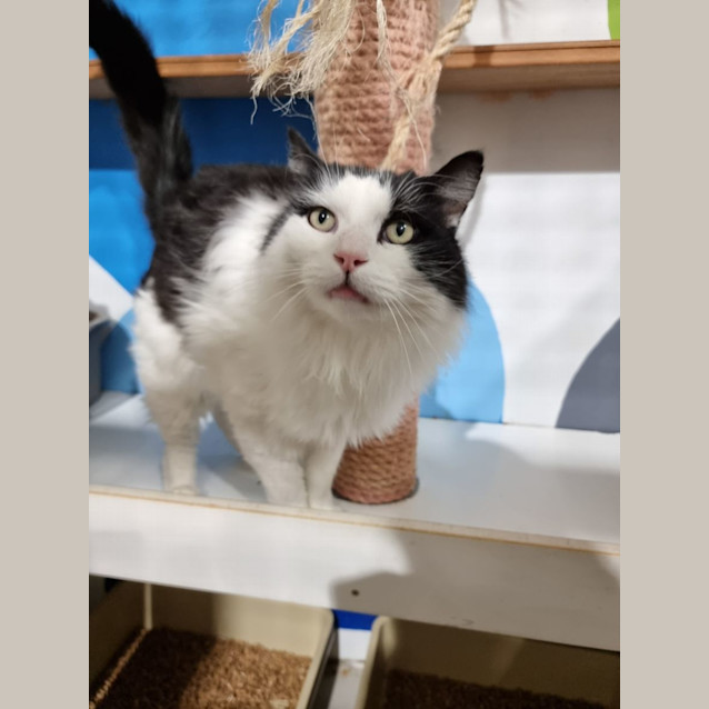 Photo of Maverick