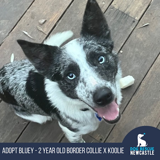 Photo of Bluey   2 Year Old Border Collie X Koolie (Trial)