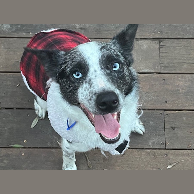 Photo of Bluey   2 Year Old Border Collie X Koolie (Trial)