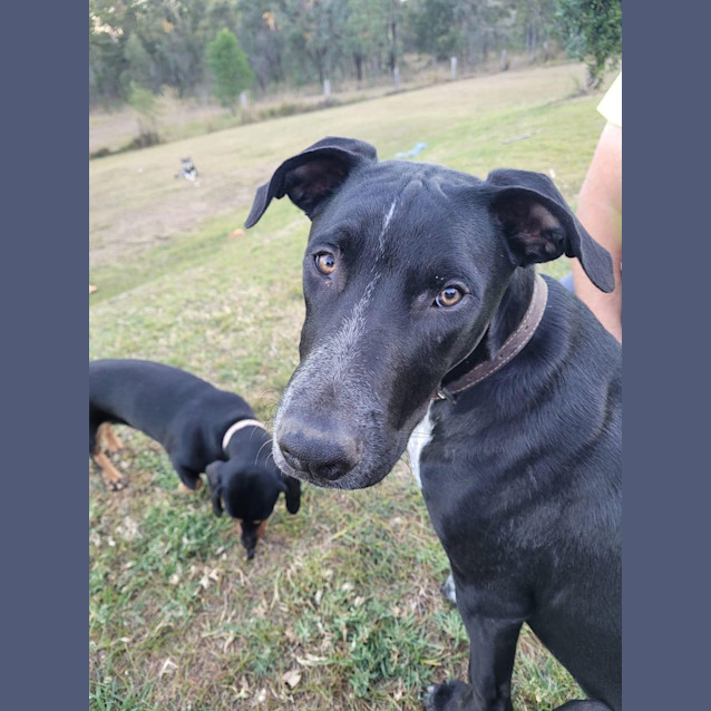 Photo of Blueberry *$250 Adoption Fee*