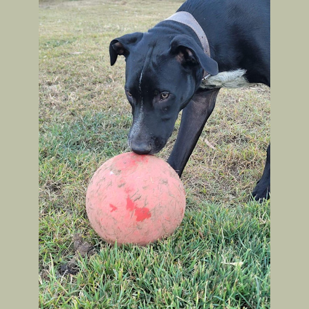 Photo of Blueberry *$250 Adoption Fee*