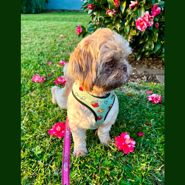 Photo of Penny   16 Month Old Shih Tzu