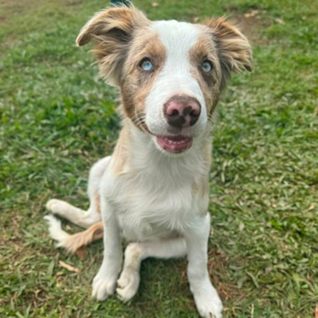 Photo of Romeo