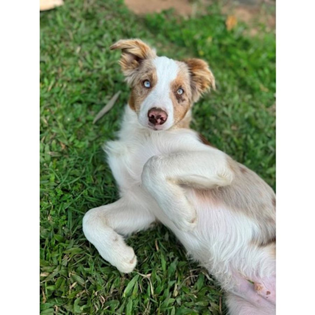 Photo of Romeo