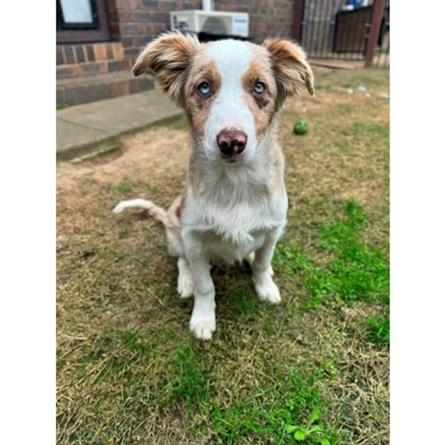 Photo of Romeo